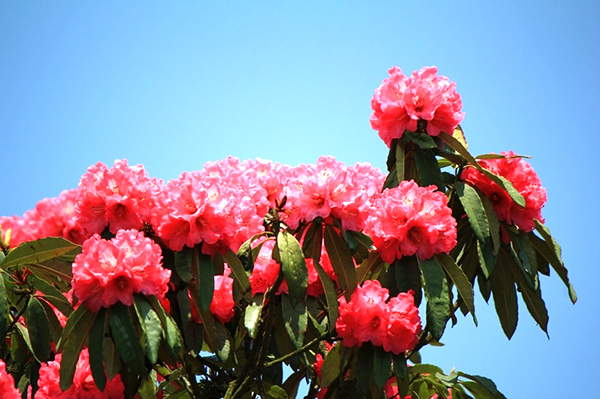 Rhododendrons Belt